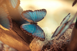 3-piece-acrylic-print-butterflies