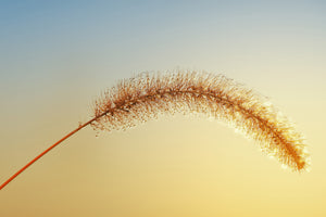 aluminium-print-ornamental-grass-in-xxl
