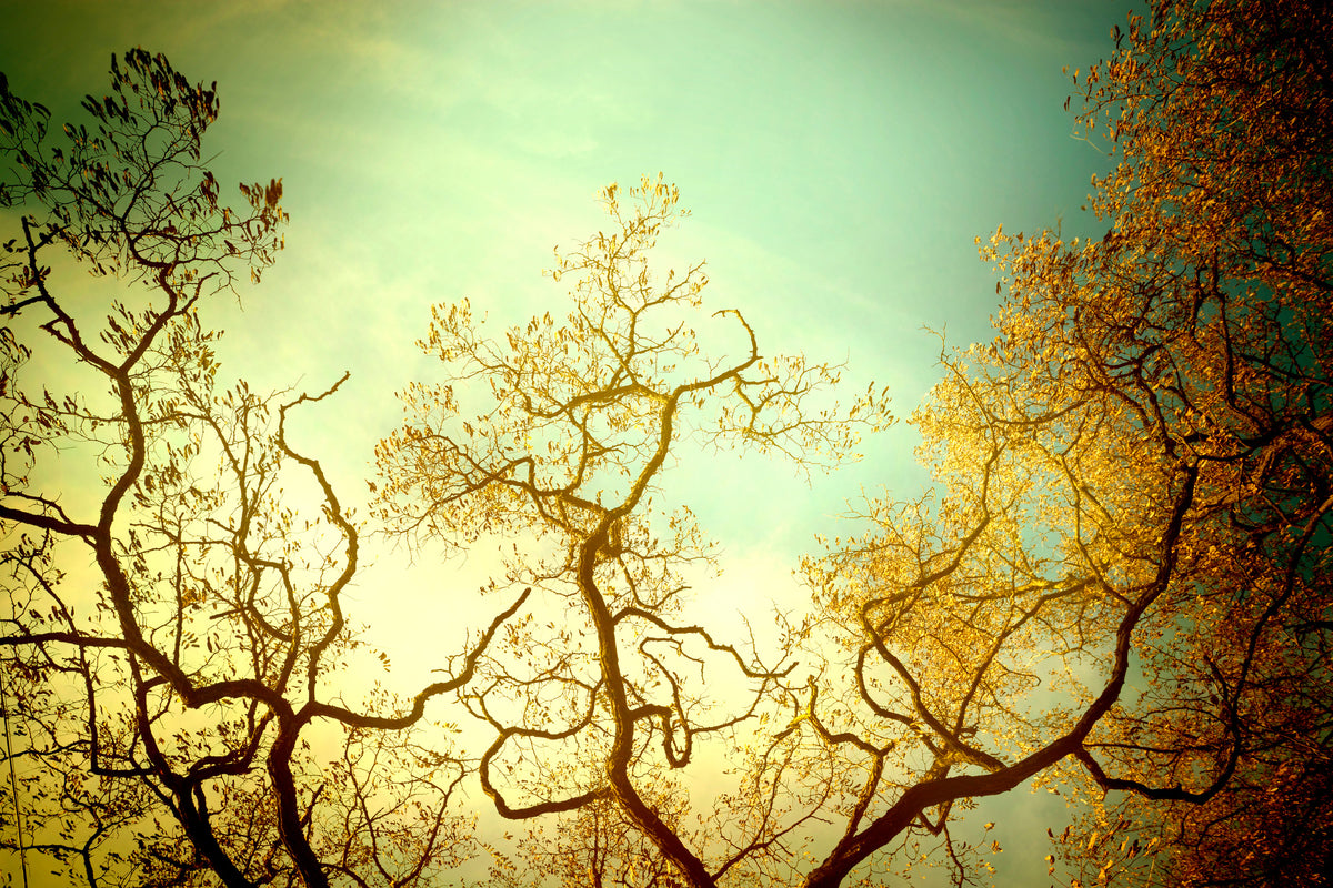 framedposter-print-autumn-trees-ii