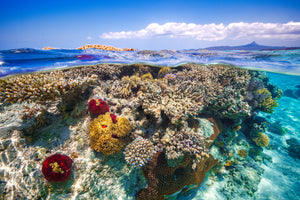 aluminium-print-mayotte-the-reef
