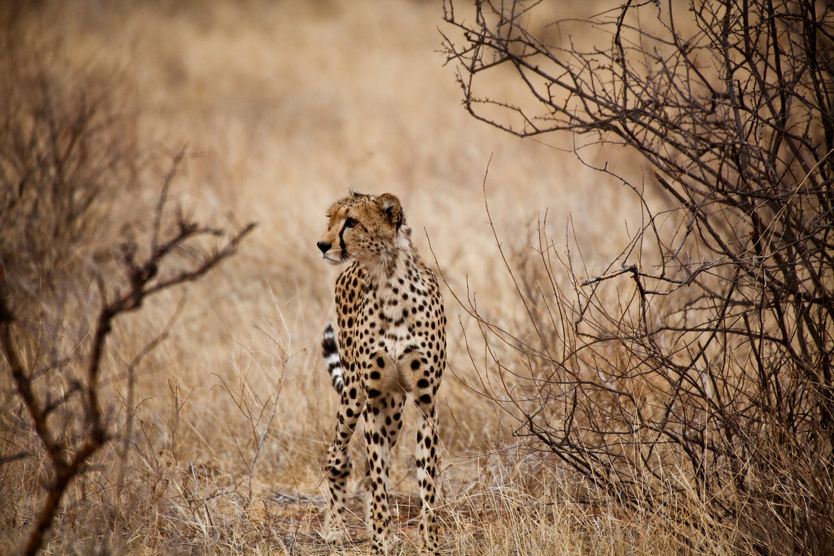 framedcanvas-print-elegant-cheetah