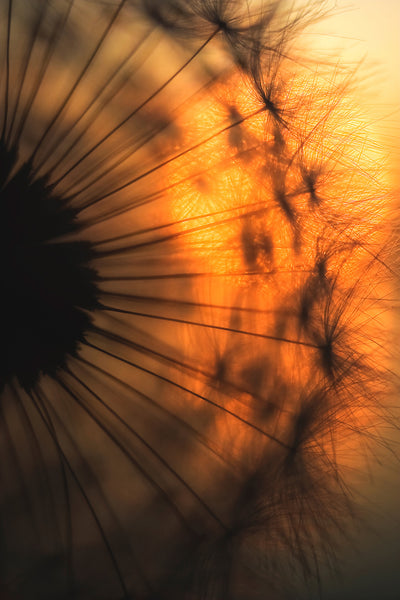 poster-print-sunset-x