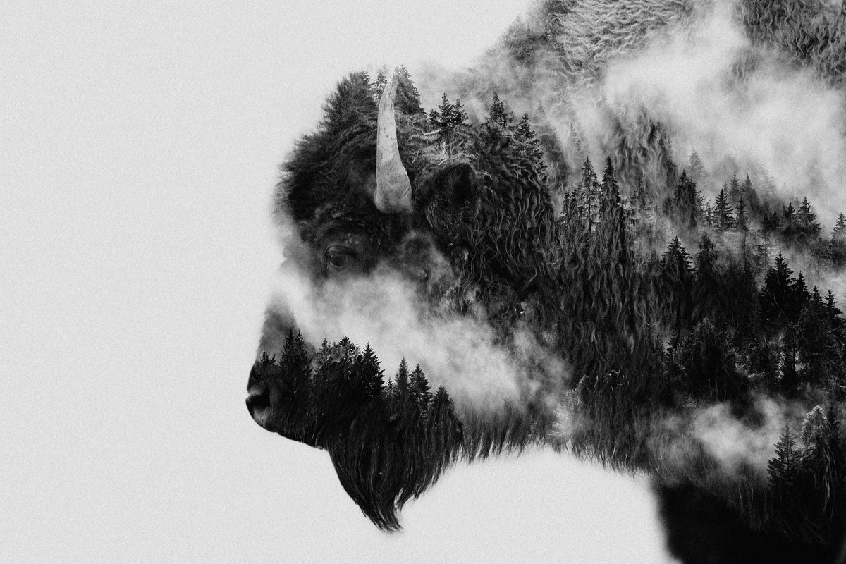 poster-print-bison-x