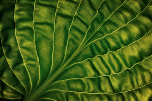 poster-print-leaf-of-a-hosta