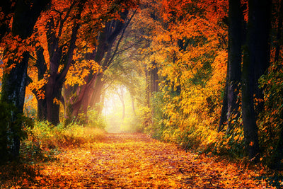 poster-print-forest-walk