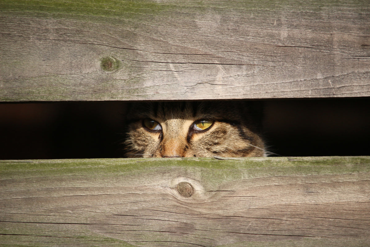 framedposter-print-cat-in-hiding