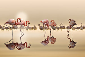 framedcanvas-print-flamingos-x