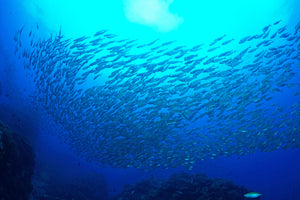 poster-print-fish-world