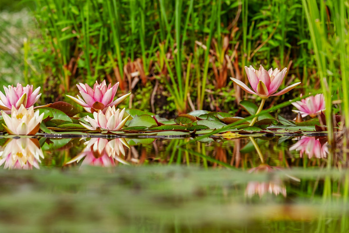 acrylic-print-wild-water-lilies