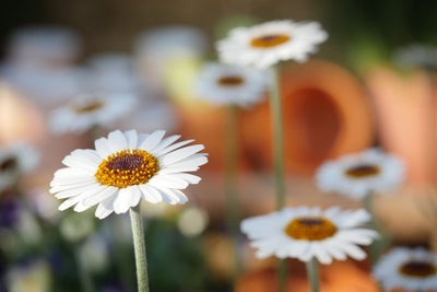 poster-print-daisies-xl