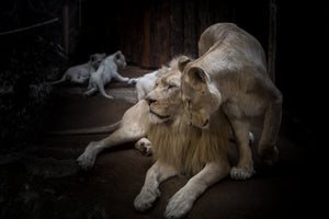 canvas-print-the-lion-couple
