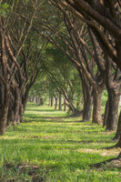 canvas-print-in-the-forest