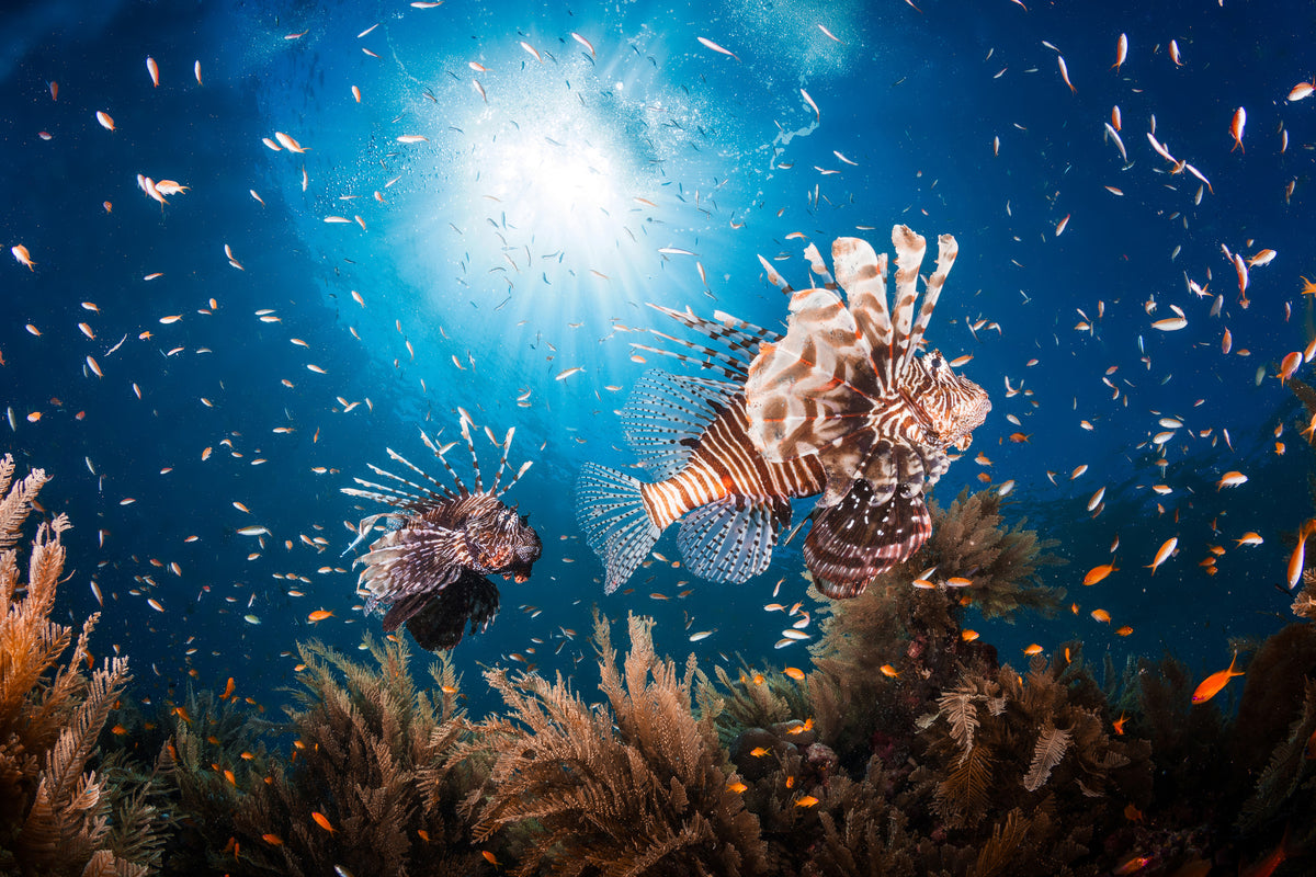 3-piece-canvas-print-lionfish-ii