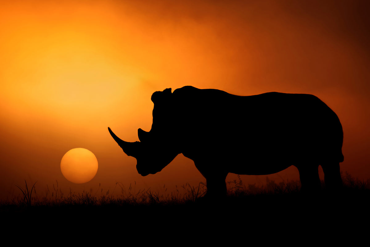framedposter-print-rhino-sunrise