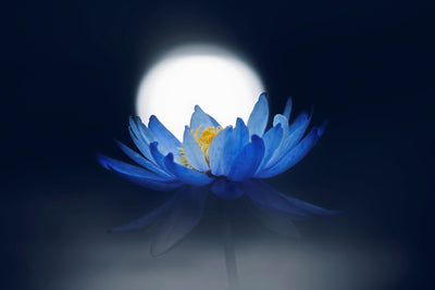poster-print-fleeting-dream-x