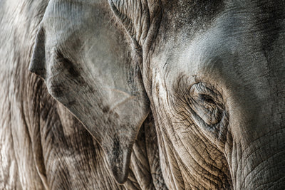 poster-print-close-up-elephant