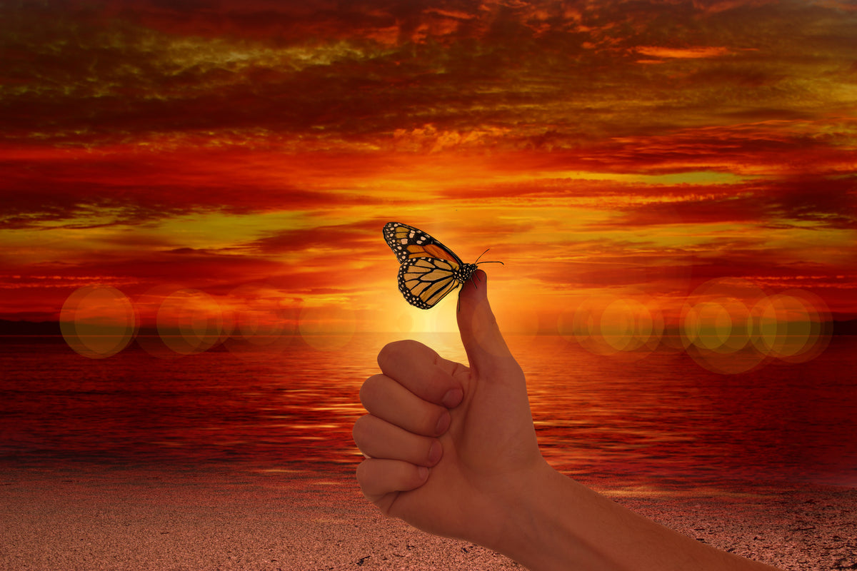 framedposter-print-the-butterfly-in-the-evening-light
