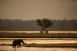 3-piece-aluminium-print-elephant-alone-in-the-steppe