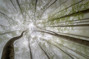 framedcanvas-print-forest-views-x