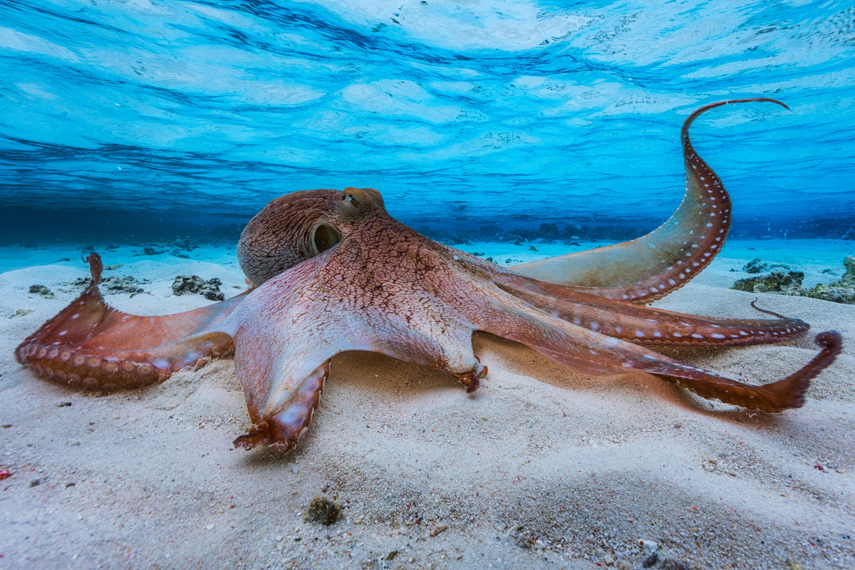 modern-3-piece-acrylic-print-octopus