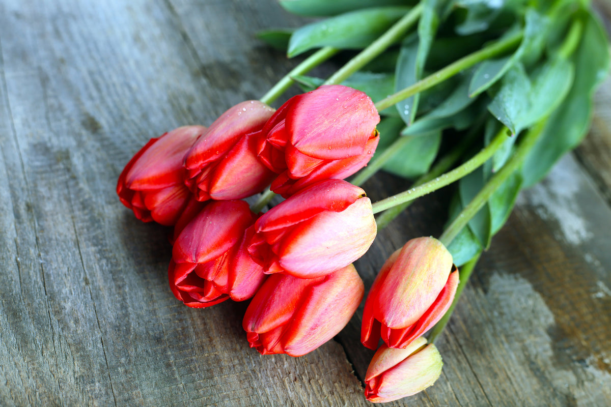 poster-print-the-red-tulip-bouquet