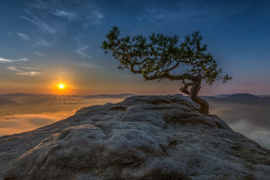 aluminium-print-old-pine-x