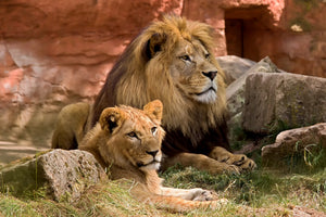 poster-print-a-lion-couple