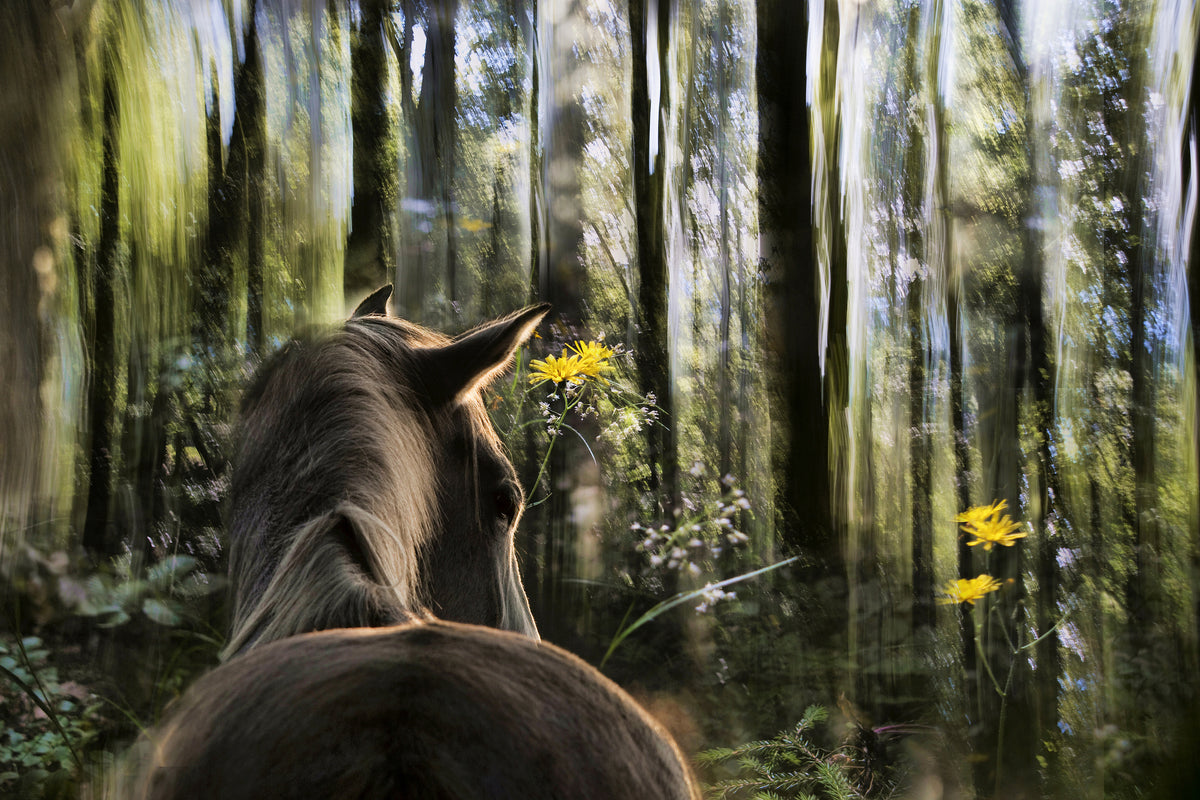 modern-3-piece-canvas-print-sound-are-forest