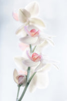 canvas-print-pale-beauty