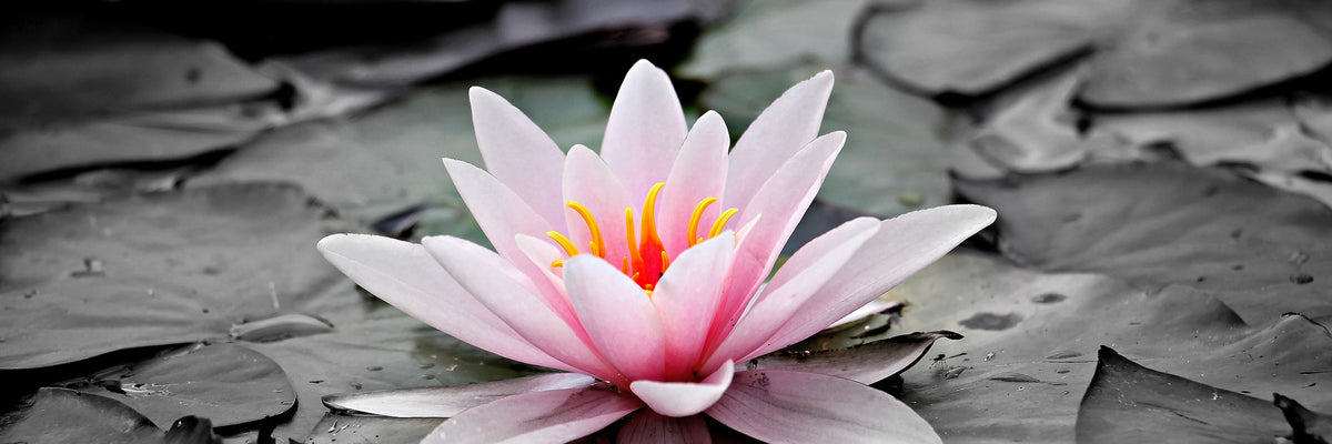 panoramic-poster-print-the-art-of-water-lily-panorama
