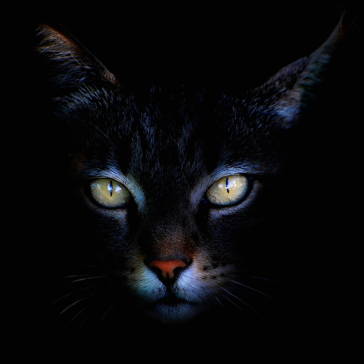 9-piece-canvas-print-cat