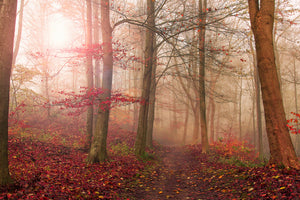 canvas-print-forest-scene-x