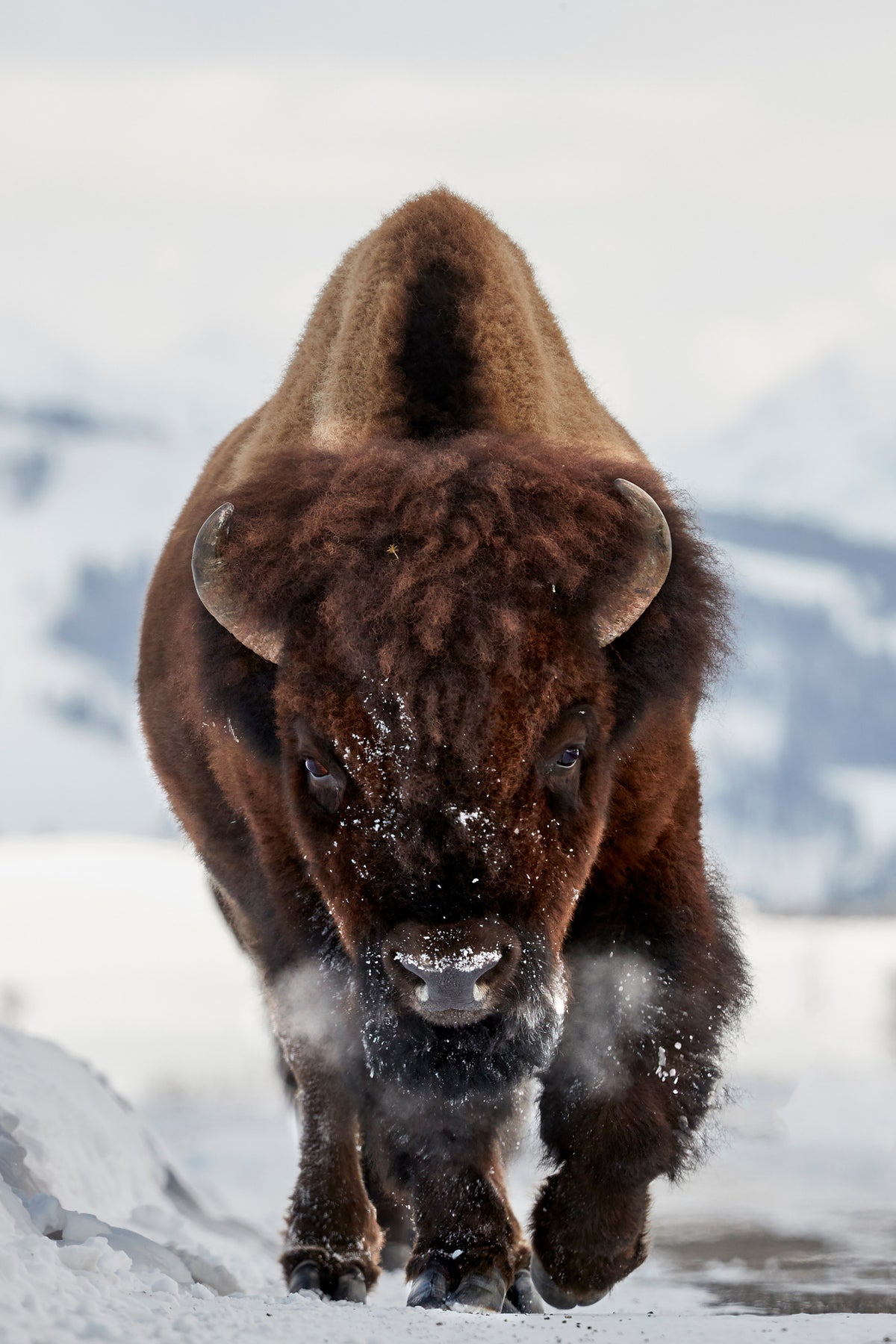 aluminium-print-bison-incoming-x