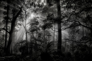 3-piece-acrylic-print-primary-forest