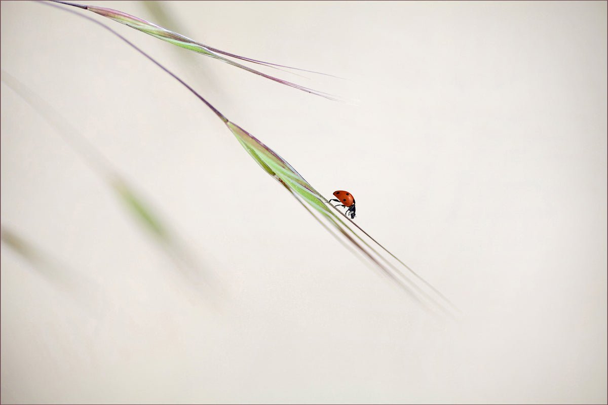 acrylic-print-ladybug
