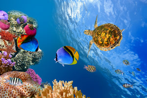 modern-3-piece-canvas-print-fish-in-the-water