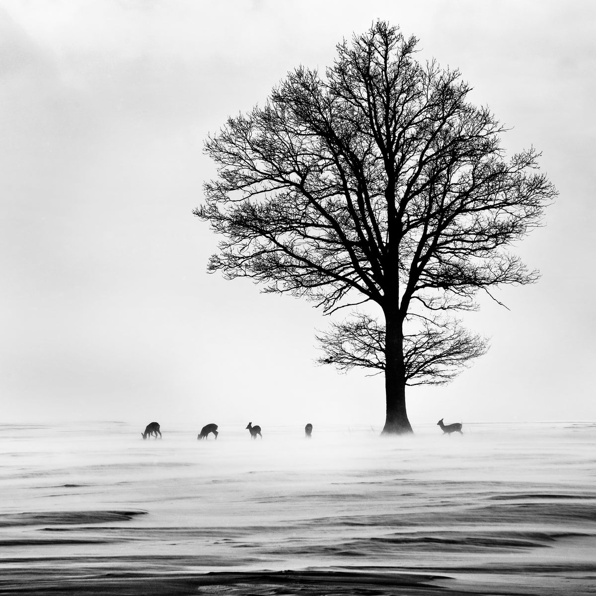 canvas-print-roes-x