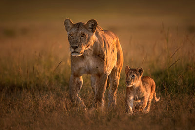 poster-print-mom-lioness-with-cub-x