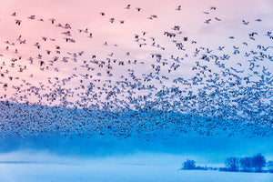 canvas-print-flying-in-the-fogging-morning