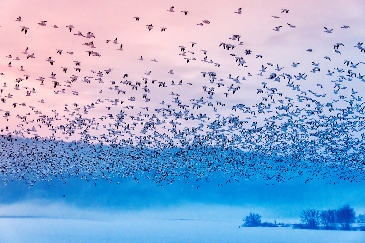 canvas-print-flying-in-the-fogging-morning