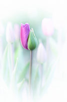 canvas-print-elegant-x