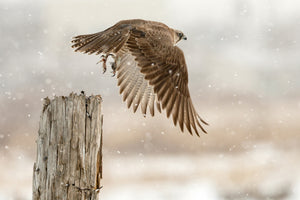 canvas-print-flight-against-the-snowstorm