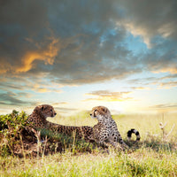 acrylic-print-cheetahs