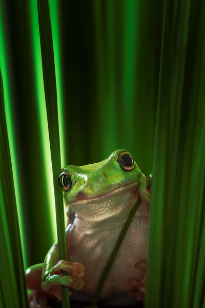 poster-print-green-frog