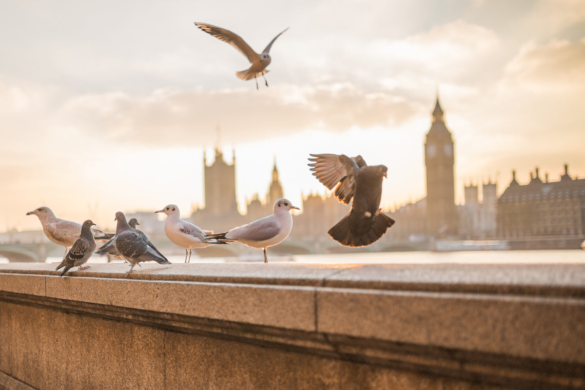 3-piece-acrylic-print-the-pigeons-on-the-roof