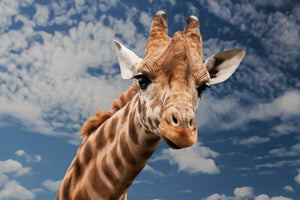 framedposter-print-attention-giraffe