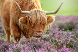 canvas-print-highland-in-heather-x