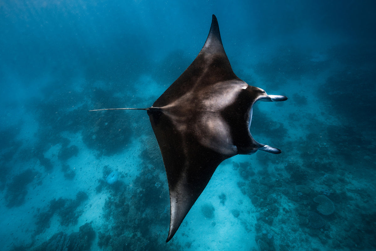 framedcanvas-print-manta-fly