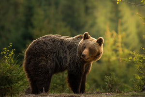 poster-print-backlit-bear-x