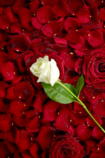 poster-print-bed-of-roses